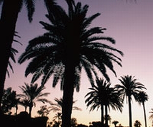 �m���ɗZ�����󂯂�R���̃R�c